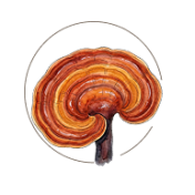 mushroom4
