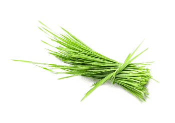 עשב חיטה אורגני | מיץ מיובש | Organic Wheat Grass Juice Powder | ברא צמחים