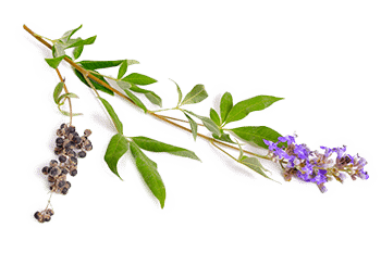 תמצית שיח אברהם אורגני | Organic Agnus Castus Extract