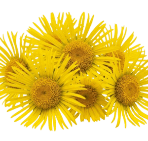 Inula helenium