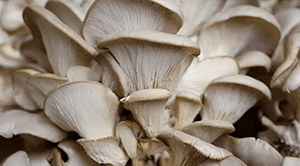 כך פטריות הפכו לטרנד החם בעולם הבריאות