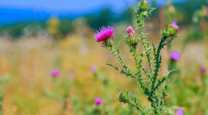 גדילן מצוי: הקוץ שעוזר לעיכול