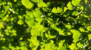 הכירו את הצמח גינקו בילובה