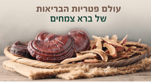 מאייטקה ושיטאקה: הפטריות שאתם חייבים להכיר