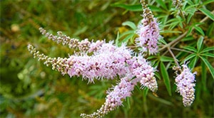 הצמח שכל אישה חייבת להכיר: שיח אברהם