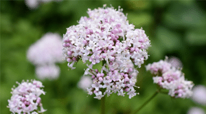 להתמודד עם הלחץ בדרך טבעית