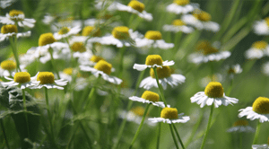 רפואת צמחים – הרפואה העתיקה בעולם